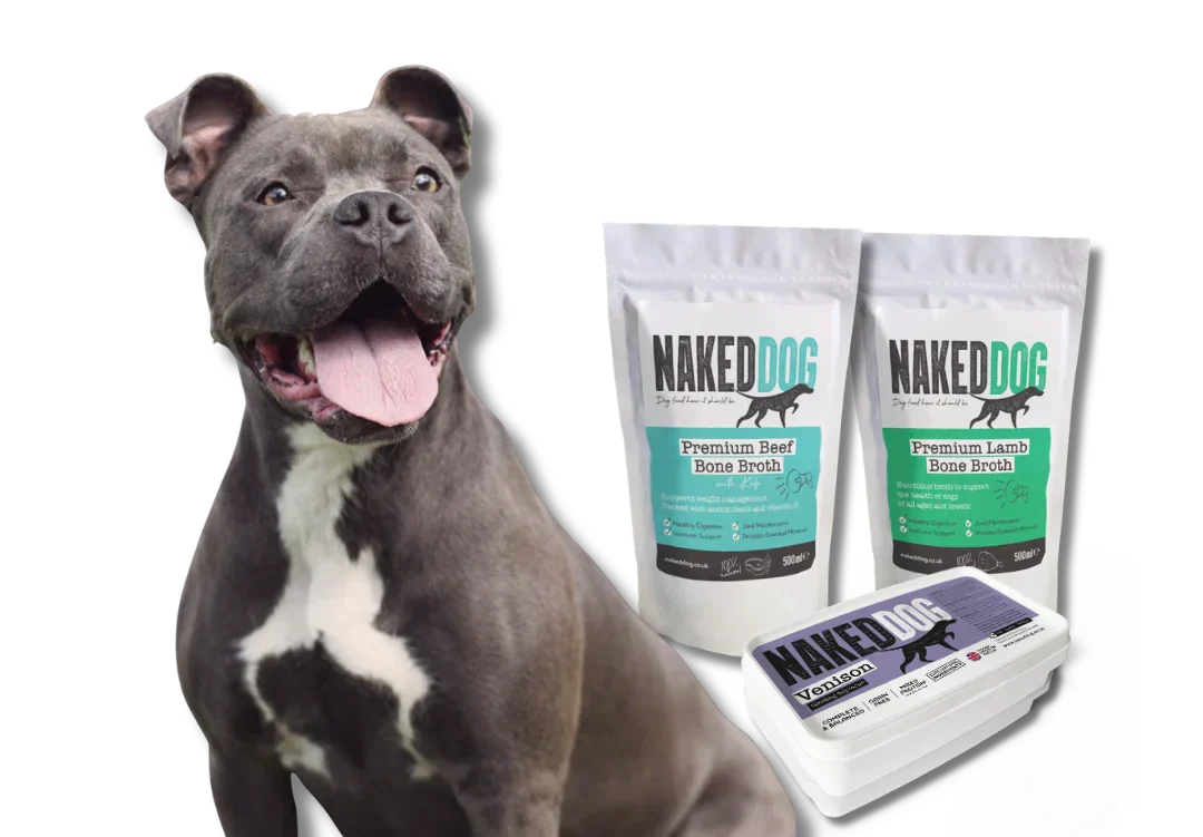 Bone Broth for Dogs: Health Benefits, Recovery Support & Daily Nutrition