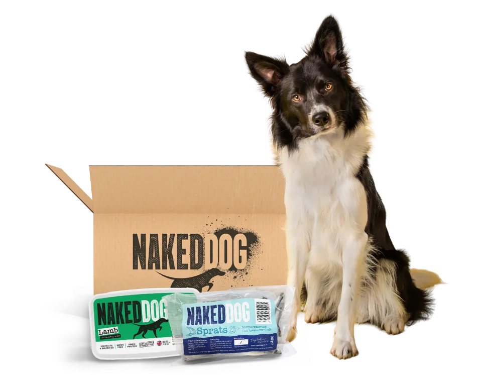 Is Raw Dog Food Sustainable? Why Raw Feeding Can Be an Eco-Friendly Choice for Dogs