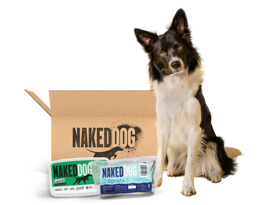 Is Raw Dog Food Sustainable? Why Raw Feeding Can Be an Eco-Friendly Choice for Dogs